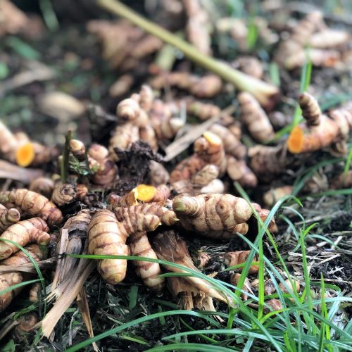 Uncharted hawaii wild turmeric small square