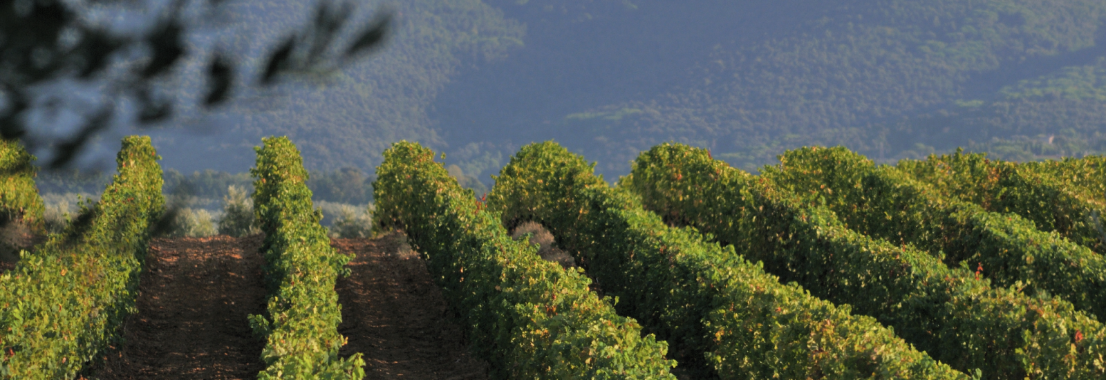 Grapes RGR SASSICAIA 23.7.26