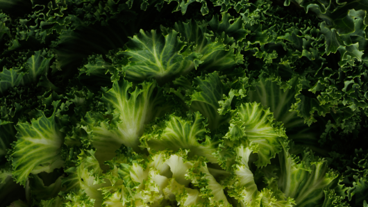 GRR RGR SEPTEMBER 2026 FOOD AUTUMN INGREDIENTS PRODUCE CABBAGE 1 o95epv 28.9.26
