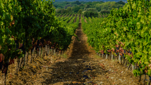Sassicaia homepage overlay 24.7.26