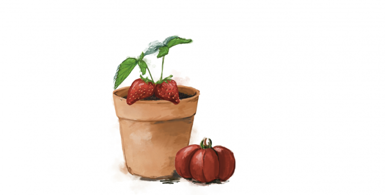 PETRUS strawberry pot and tomato illustration summer 5.8.26