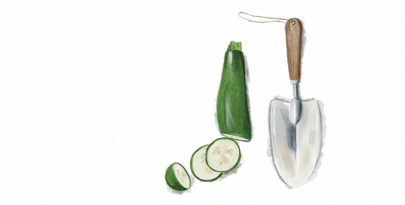 courgette petrus 13.7.26 2